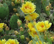 prickly pear cactus laake lenexa 6_14_2015